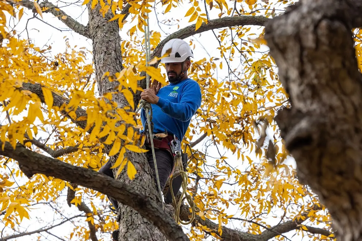 Skilled Emergency Tree Service crew working in Waynesboro